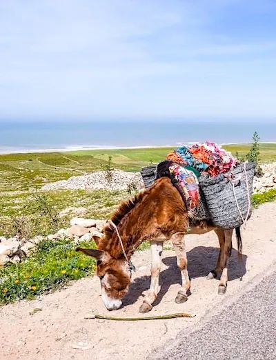 Ruta hacia las cascadas de Sidi M'Barek desde Essaouira